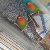 فنچ و طوطی|پرنده|رباط‌کریم, انجم آباد|دیوار