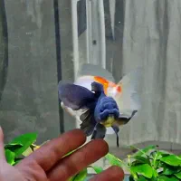 ماهی گلدفیش اُرکید تیل بوفالو گُلد تاپ گرید|ماهی|تهران, نعمتآباد|دیوار