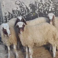 بره قوچ کری بدون گوش|حیوانات مزرعه|گهواره, |دیوار