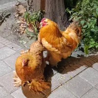 مرغ و خروس امپراتور وارداتی