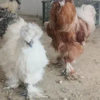 ابریشمی کوپال