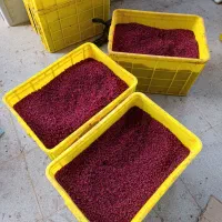 زرشک زیر تالاری و اناری|خوردنی و آشامیدنی|سده (خراسان جنوبی), |دیوار