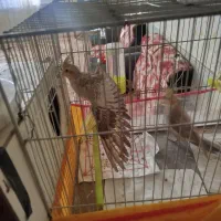 جفت عروس هلندی بالوازم بشرط جوجه