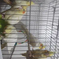 پرنده عروس هلندی