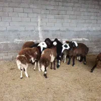 گوسفند د.زد.ید.ه شده 500ملیون مژدگانی