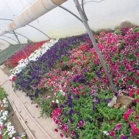 گل های فصلی محبوبه شب برگ بوکاغذی اطلسی ابشار طلای