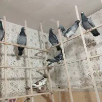 کفتر المانی ذات دار