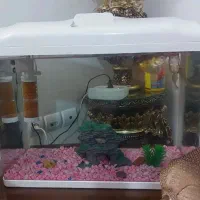 آکواریوم وماهی