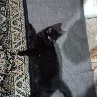 گربه مشکی بامزه وسالم
