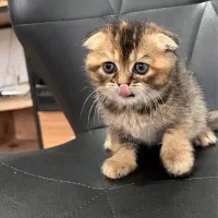 گربه اسکاتیش|گربه|مراغه, |دیوار