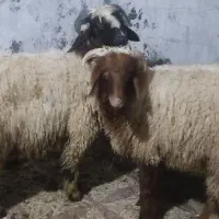دوعدد گوسفند ۹ماهه