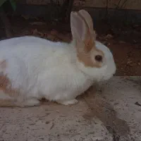 باسلام خرگوشِ نَردارای چشم دورنگ بسیارباهوش