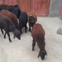 ۷ راس گوسفند نر وماده نژاددار