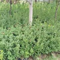 شمشاد ابلغ پرریشه|گل و گیاه طبیعی|سنگر, |دیوار