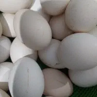 تخم مرغ محلی نطفه دار