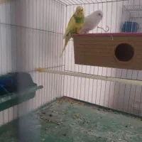 مرغ عشق|پرنده|داراب, |دیوار