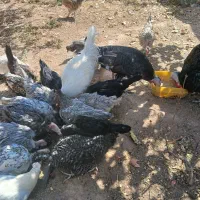 مرغ و خروس محلی|حیوانات مزرعه|رفسنجان, |دیوار