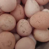 تخم مرغ شاخدار