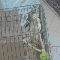 عروس هلندی جفت