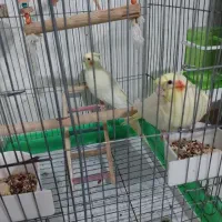 فروش یک جفت عروس هلندی لوتینو