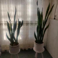 ۴ تا گلدان سانسوریا با گلدان سرامیکی