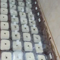 حلوا شیر برنج شعله زرد