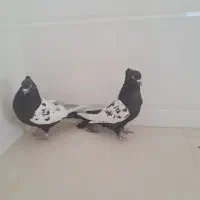 کبوتر سینه ای