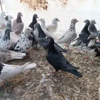 کفتر خارج شهری آلمانی|پرنده|بیرجند, |دیوار