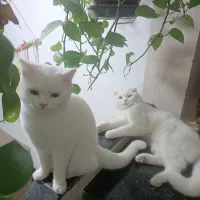 گربه اسکاتیش|گربه|فسا, |دیوار