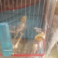 ۳تاعروس هلندی فروشی