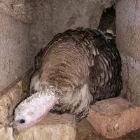 فروش بوقلمون کرچ|حیوانات مزرعه|تنکابن, |دیوار