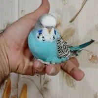 جوجه مرغ عشق انگلیسی