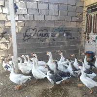 غاز محلی تخم گذار