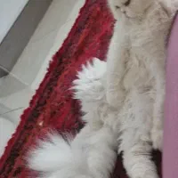 گربه پرشین فلت|گربه|رشت, منظریه|دیوار