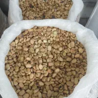 بذر باقلا رقم برکت کیلو 95|خدمات باغبانی و درختکاری|گرگان, |دیوار