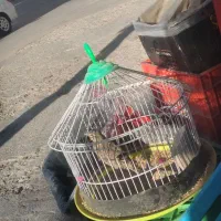 سهره خاکی|پرنده|بجنورد, |دیوار