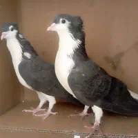 دمگیر دوبحر سیاه پشت|پرنده|اصفهان, سودان|دیوار