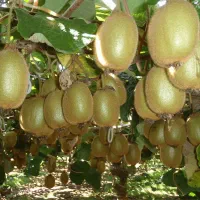 فروش کیوی درجه یک به مقدار ۱۰۰ تن زیربرگ