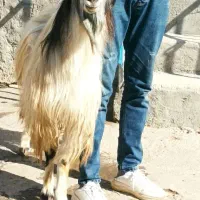 نر بز نژاد دوقلو زا|حیوانات مزرعه|قوچان, |دیوار