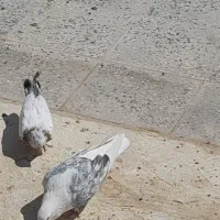 کبوتر به قیمت کشتنی