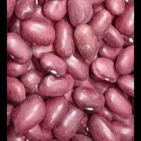 لوبیا قرمز یاقوت