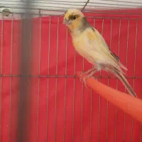 قناری نر ریزه خون و ماده آماده