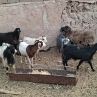 ۵ راس بز آبستن