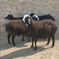 رشد سریع بره پرواری و مقاوم شدن سلامت دام|حیوانات مزرعه|اصفهان, باتون|دیوار
