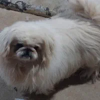 پیکینیز امپریال سوپر فلت وارداتی