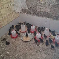 جوجه مرندی