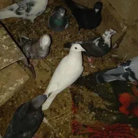 کفتر|پرنده|قائن, |دیوار