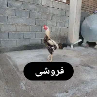 خروس لاری