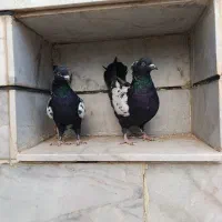 مغلف|پرنده|الوند, |دیوار