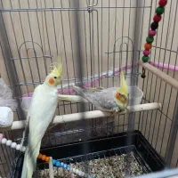 یک جفت عروس هلندی